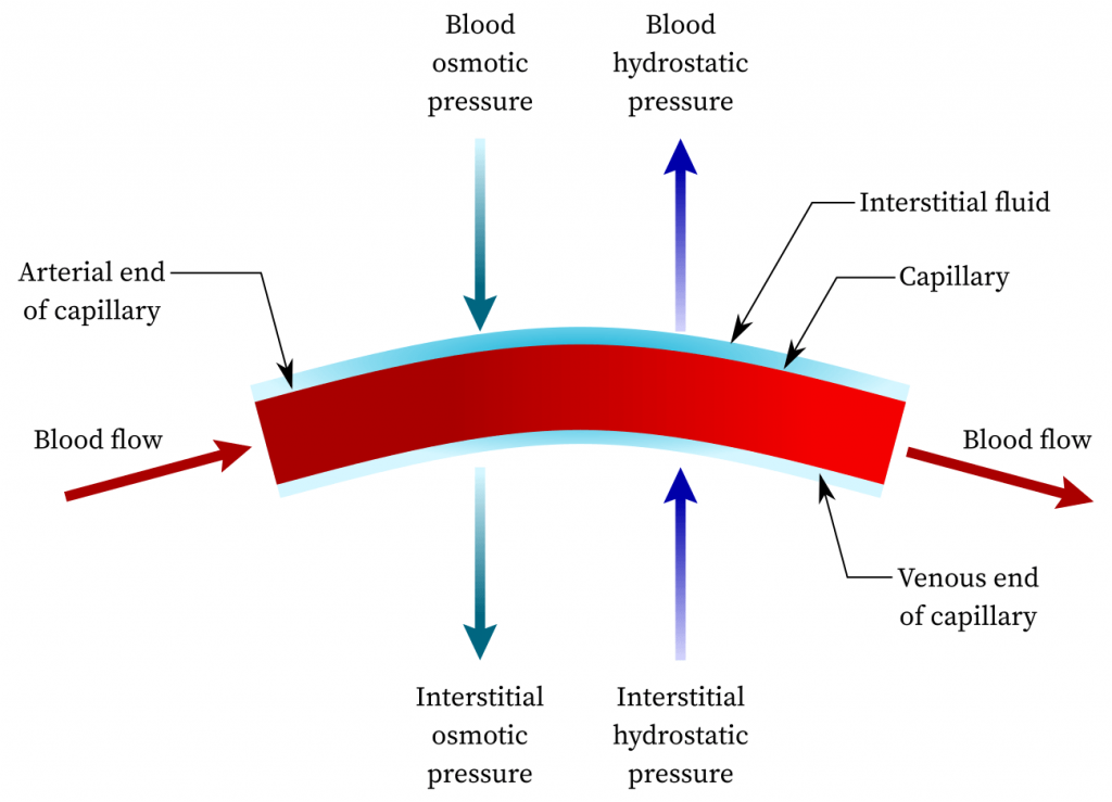 Osmotic Pressure Capillaries Osmotic Pressure Capillaries